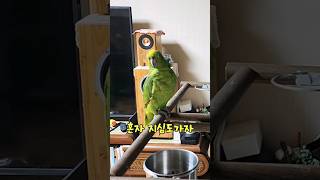 아리 혼자 지심도 가자네요 #parrot #birds …