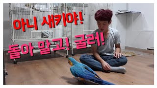 청금강 앵무새 굴러 훈련하기 - 왜 나만 구름?