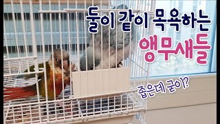 앵무새 목욕 - 좁은데 같이 목욕하는귀요미 앵무새들 P…