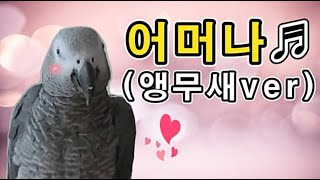 [수다쟁이 회색앵무 코코] EP39. 트로트 어머나♬에 도전한 앵무새 코코