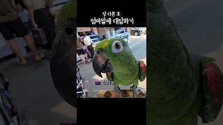 엄마랑 장보기 장다봤다라는말에 대답도 척척하는 #아랑이 #parrot #아마존앵무새