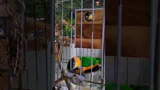 검은머리 카이큐 앵무새 #parrot