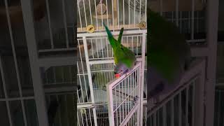 대달마앵무새 새장넣기