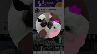 앵무새 #앵무새 #말하는앵무새 #코카투 #동요 #cut…