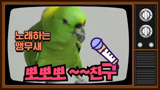ATS반려동물훈련학교 [앵무새] #아빠가 #출근할때 #뽀뽀뽀#노래부르기  아마존앵무새노래배우기