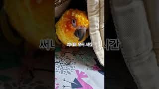 조용한 휴식 시간이 필요한 써니  #썬코뉴어 #parrot #앵무새 #휴식 #rest #시간 #time #필요한 #necessary #써니