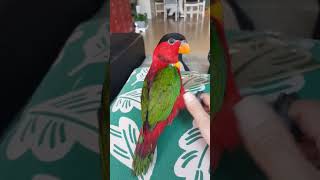 반달가슴로리앵무새  여름이