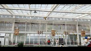 #앵무새떼 무리비행 #썬코뉴어 #왕관앵무 #퀘이커#앵무새