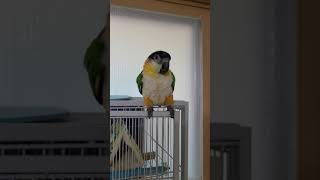 안녕~인사하는 카이큐