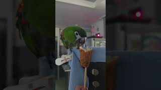 @앵무새. 한스마카우. 13세. 남자. 오뎅 단백질 간…