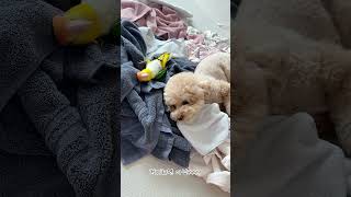 건조기에서 나온 따듯한 수건은못참아 #귀여운 #강아지 #동물키우기 #반려견 #애견영상 #반려동물#반려조#펫#cute#pet#카이큐#노란머리카이큐