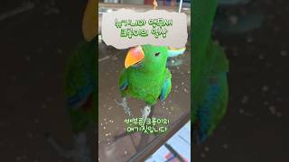뉴기니아 앵무새 크롱이일상  #뉴기니아 #뉴기니아 #parrot #뉴기니아앵무 #birds #반려동물 #동물키우기 #동물 #뉴기니아앵무새