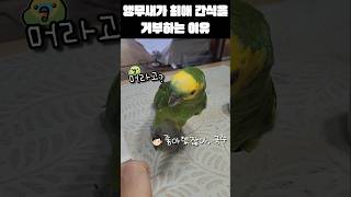 [수리] 앵무새가 갑자기 간식을 거부하는 이유 / #말하는앵무새 #앵무새키우기