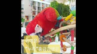 에덴파크  귀여운 홍금강앵무         "누리"  소개합니다♡♡♡