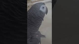 Chill Guy 차카네#Chill Guy#회색앵무