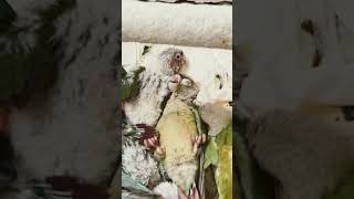 드러누워 자는 앵무새 / 코뉴어