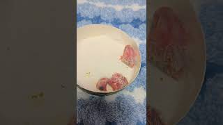 새벽에 카이큐 둘째 앵무새 부화했어요