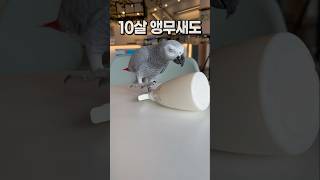 10살 앵무새가 노는 법❗버드리평택점 회색앵무 코코  #parrot #반려동물