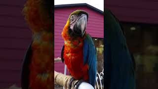 화조원 할리퀸 마카우