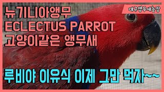 뉴기니아앵무 루비가 계속 이유식달라고 합니다!!! 이제…