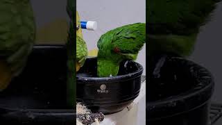 세네갈, 한스마카우 앵무새