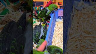 쟈딘 앵무새예요