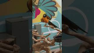 청강 금강 앵무 청금강 홍금강 앵무새 춤추는 앵무새