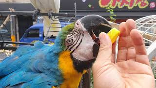 청금강앵무새 에게 음료수 뺏김