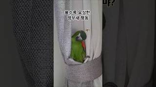 왜 그러고 있어 / 앵무새 / 한스마카우 올리