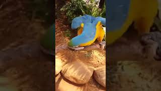 2018 0600 청금강 앵무새 헐리웃액션~ 지발 물어…