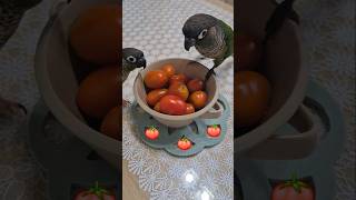 코뉴어앵무새#하랑이# 하봉이#cute