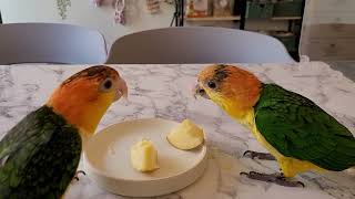 사과먹는 노랑머리 카이큐앵무새