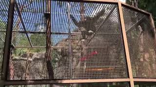 오월드 원숭이!