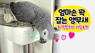 엄마 손을 꼭 잡는 앵무새  사랑이 가득한 회색앵무 잠바