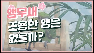 조용한 앵무새 찾아요? 쟈딘이 있어요!!