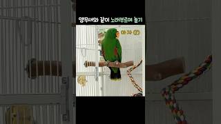 앵무새와 같이 노래 부르며 놀기              #앵무새#뉴기니아 #뉴기니아앵무새#eclectus #parrot #eclectusparrot #birds #shorts