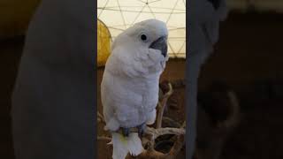 제주 화조원 엄브렐라 코카투