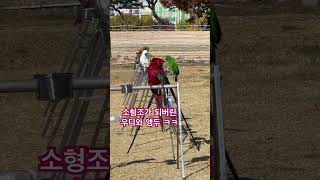 #자유비행 #앵무새 #앵무새훈련 #shortsvideo…