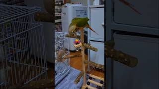 #shorts #parrot #앵무새 #코뉴어 #일상생…