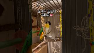 밀렛은 잡고 뜯어먹어야 제맛이지#shorts #parrot #caique #앵무새 #카이큐 #ズグロシロハラインコ