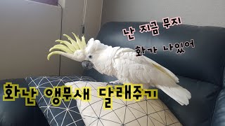 잔뜩 성나서 괴성 지르는 앵무새님 달래드리기;;;