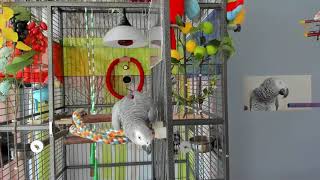 앵무새가 진행하는 라이브방송[연구대상]