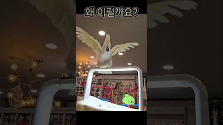 코카투 왜 이럴까요? 소리에 기분 up