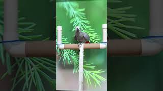 어처구니가 없는 앵무새 연구대상똘이#parrot #반려…