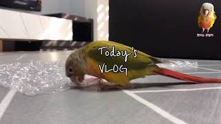 앵무새 짱이의 일상: 뽁뽁이 뜯기, 술래잡기