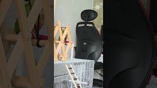 앵무새살구 뭐라고 계속 쫑알 쫑알 거리는 살구띠ㅋ