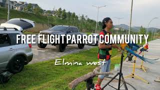 Harlequin, Blue And Gold, Hybrid, Chestnut Fronted, Red Bellied Macaw and African Grey Parrot Flying