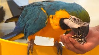 앵무새 해바라기씨 리얼사운드 먹방 PARROT SUNFLOWER SEED ASMR MUKBANG