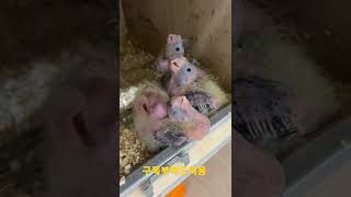 아기 왕관앵무 #shorts