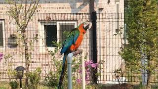 할리퀸 마카우와 sg워너비 라라라